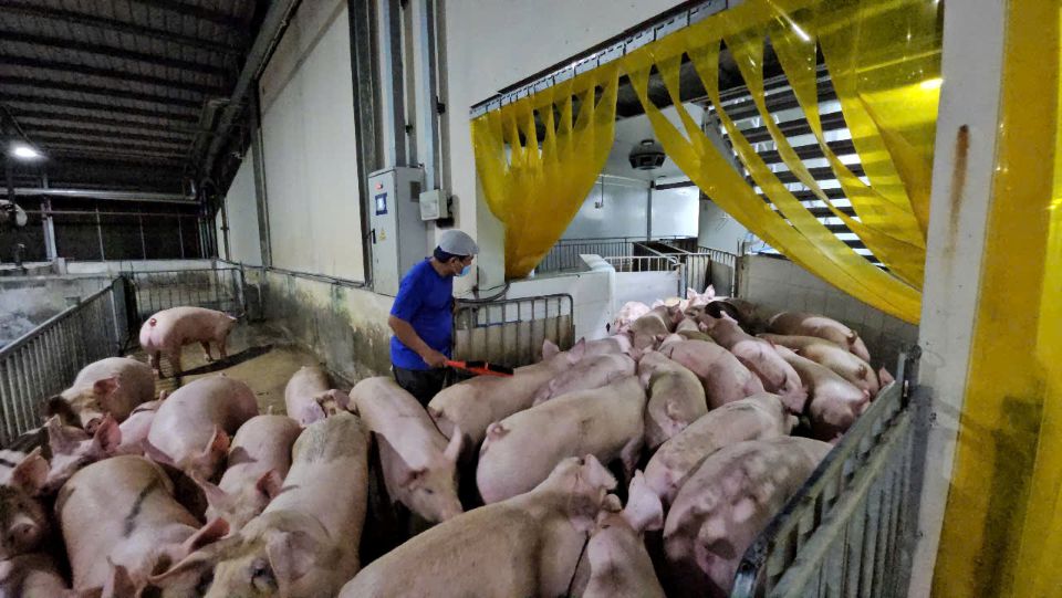 Giá heo hơi ngày 16/6/2025: Sẽ tiếp tục dao động nhẹ?
