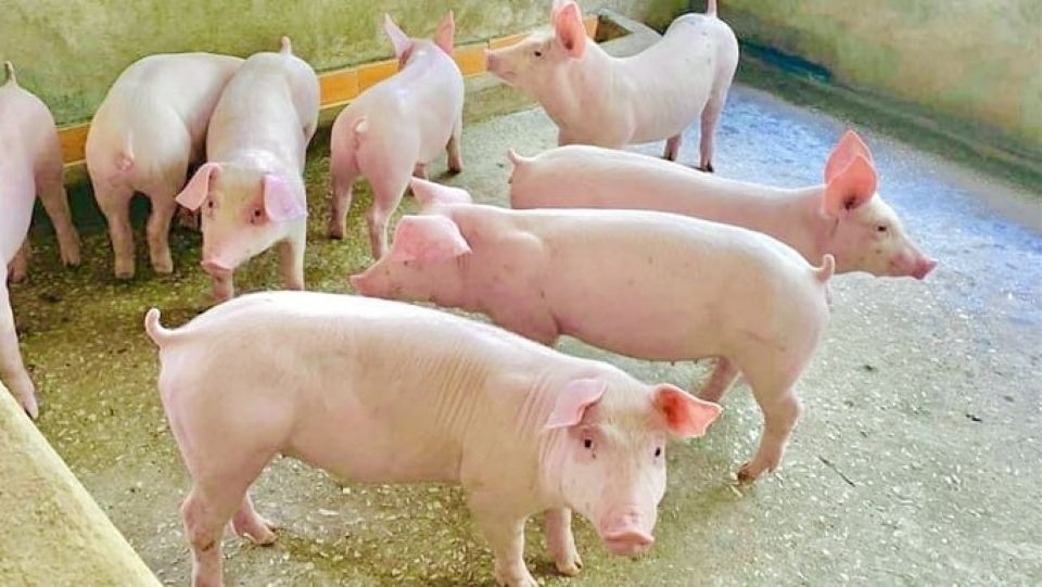 Giá heo hơi ngày 17/6/2025: Giảm 1.000 - 2.000 đồng/kg tại miền Nam