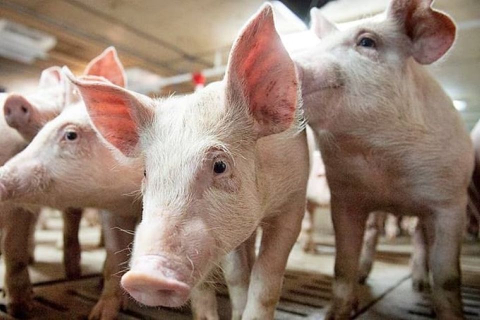 Giá heo hơi ngày 18/6/2025: Đồng loạt giảm tại thị trường phía Nam