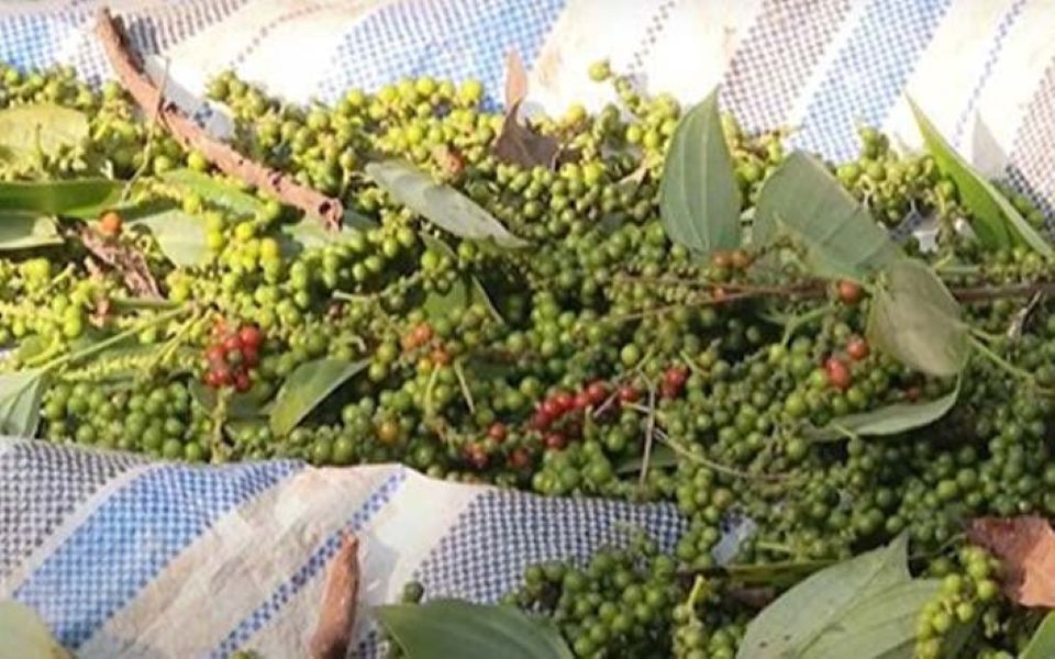 Giá nông sản ngày 18/6/2025: Cà phê và hồ tiêu giảm mạnh