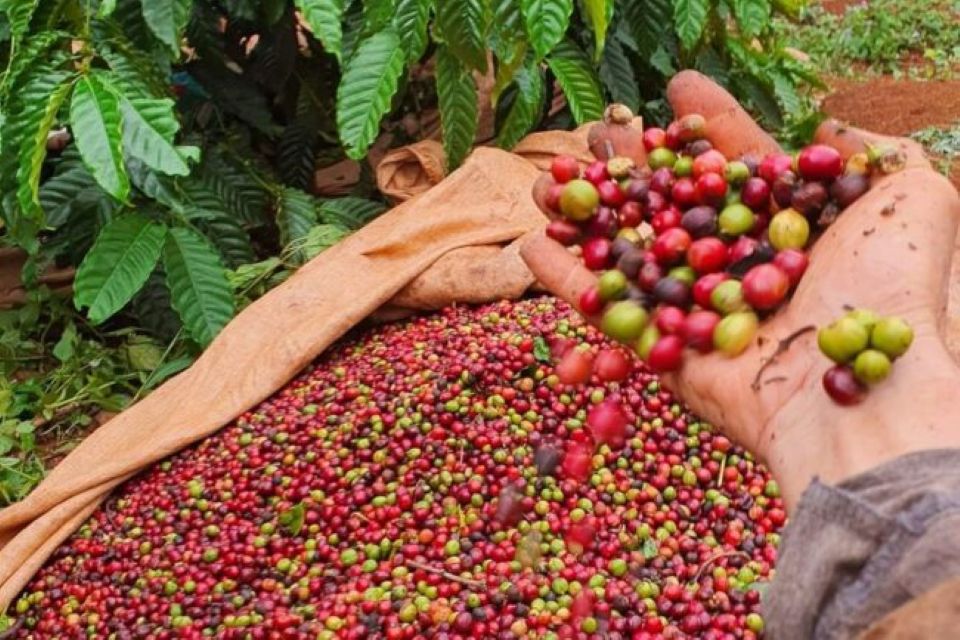 Giá nông sản ngày 19/6/2025: Cà phê và hồ tiêu tiếp tục giảm nhẹ