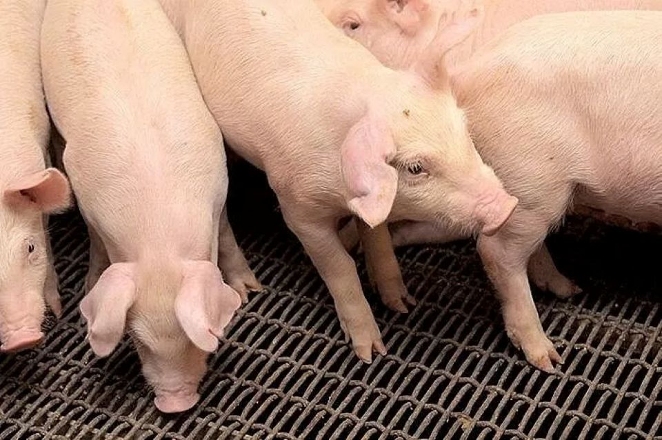 Giá heo hơi ngày 21/6/2025: Đi ngang trên cả nước