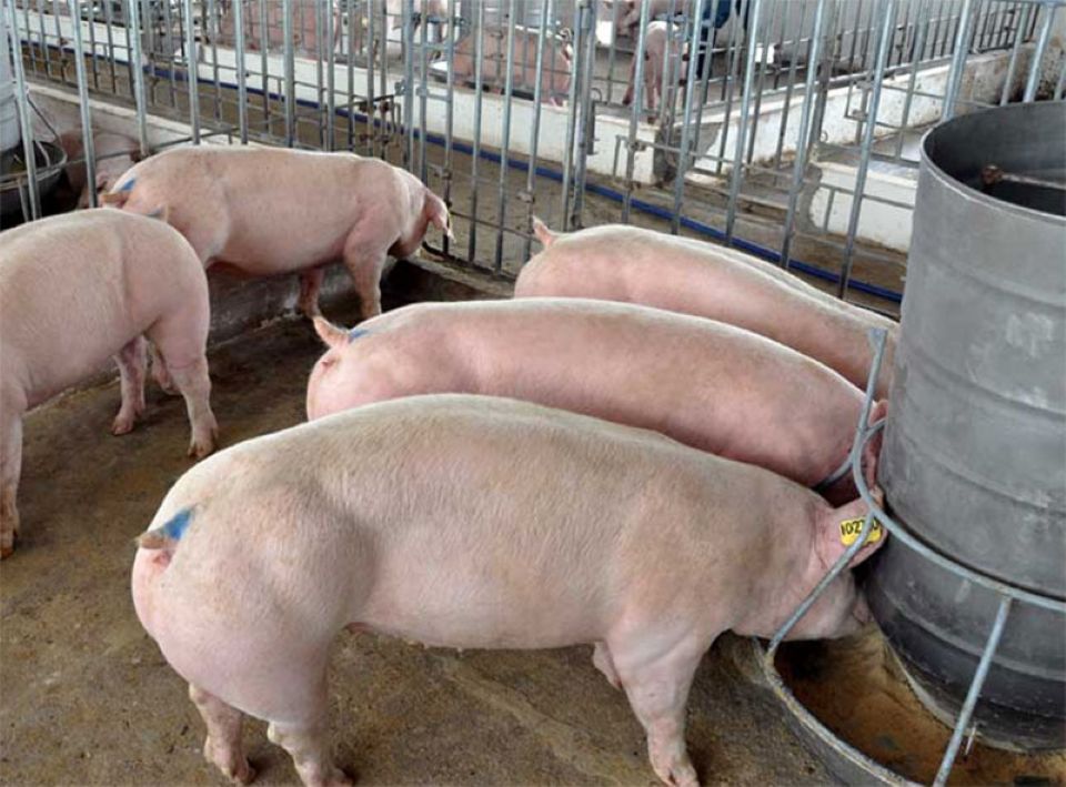 Giá heo hơi ngày 23/6/2025: Giảm nhẹ ở miền Trung – Nam
