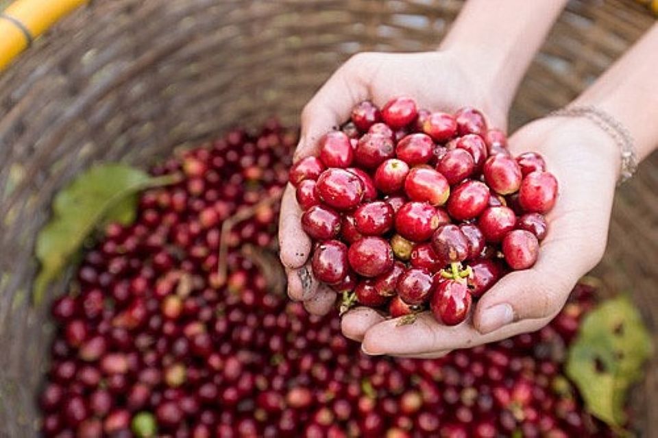 Giá nông sản ngày 24/6/2025: Cà phê và hồ tiêu cùng đi ngang