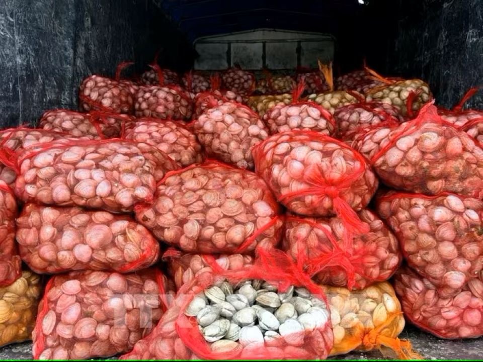 Quảng Ninh thu giữ 17 tấn ngao và hàu không rõ nguồn gốc