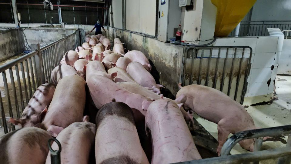 Giá heo hơi ngày 2/7/2025: Giảm sâu tại nhiều tỉnh phía Bắc và miền Trung