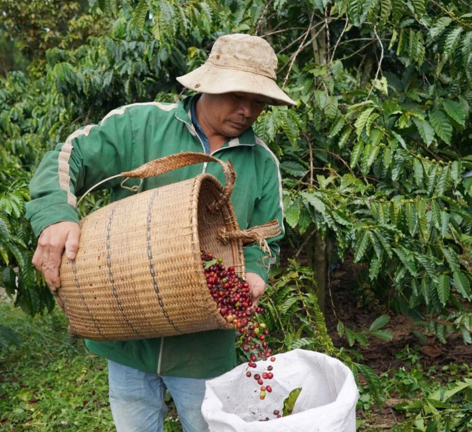 Giá nông sản ngày 2/7/2025: Hồ tiêu tiếp tục bật tăng mạnh