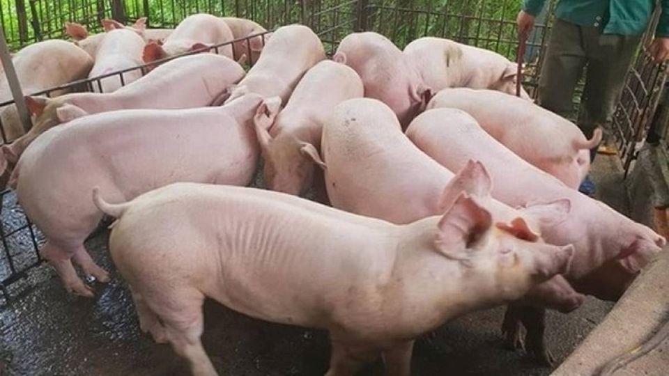 Giá heo hơi ngày 3/7/2025: Miền Nam và miền Trung tiếp tục giảm nhẹ