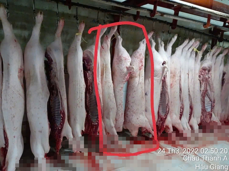 Vụ C.P Việt Nam bị tố bán heo bệnh: Không khởi tố vụ án nhưng niềm tin người tiêu dùng vẫn "lơ lửng"?