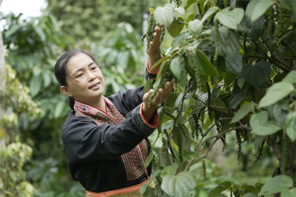 Giá nông sản ngày 4/7/2025: Hồ tiêu đảo chiều giảm mạnh