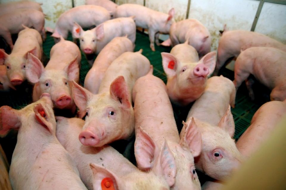 Giá heo hơi ngày 5/7/2025: Duy trì ổn định trên cả nước