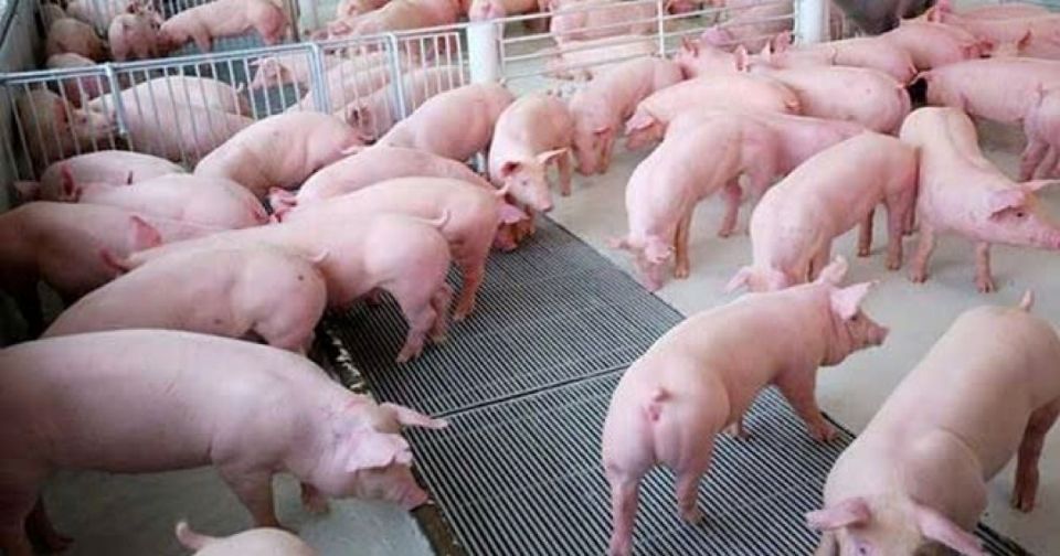 Giá heo hơi ngày 6/7/2025: Duy trì ổn định toàn quốc