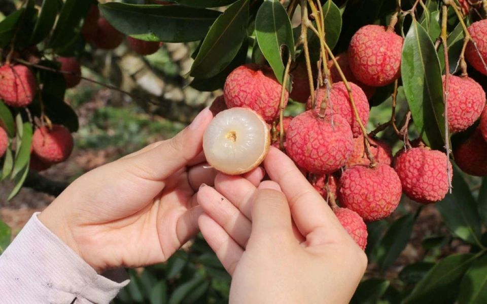 5 trái cây có đặc tính nóng nên tránh hoặc hạn chế ăn trong mùa hè