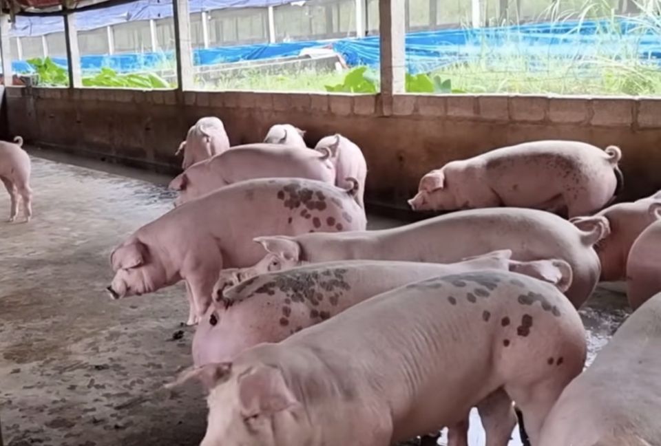 Giá heo hơi ngày 7/7/2025: Tiếp tục ổn định tại cả ba miền