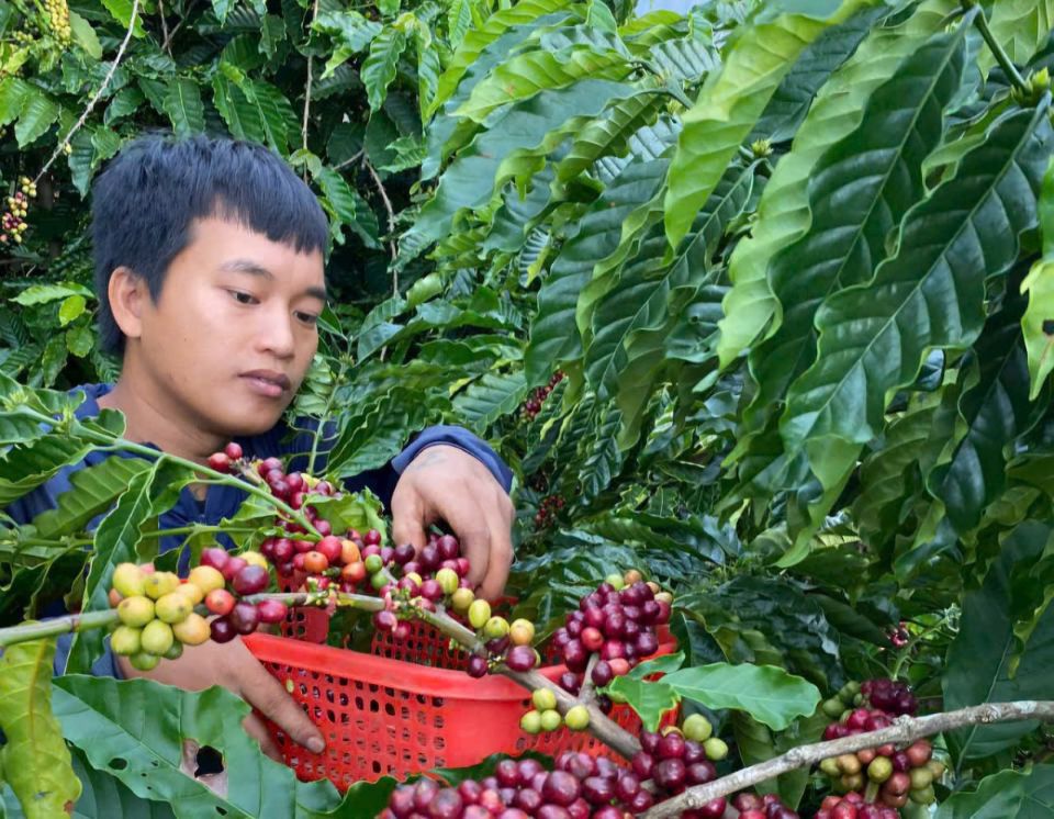 Giá nông sản ngày 8/7/2025: Cà phê và hồ tiêu cùng tăng nhẹ