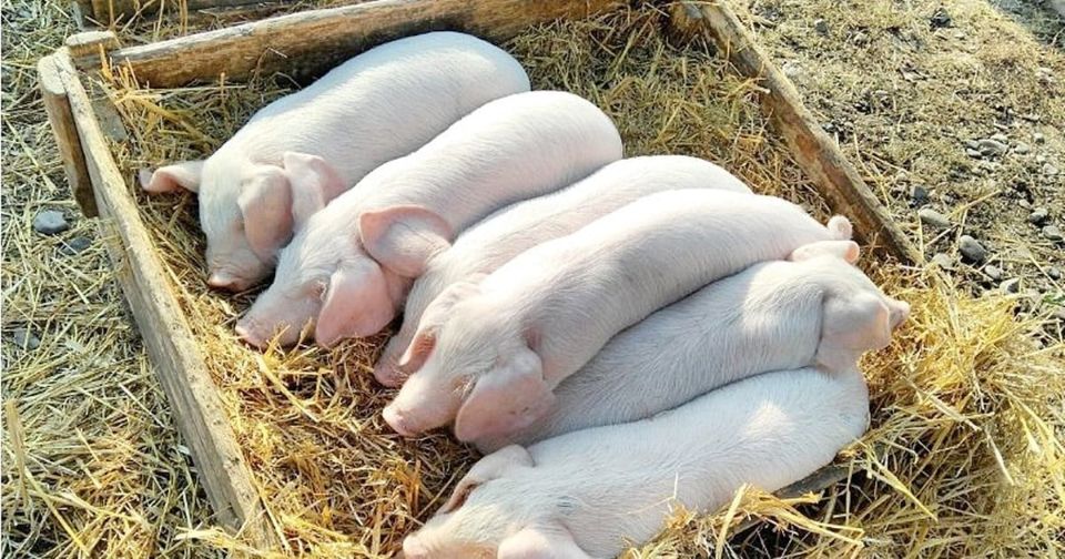 Giá heo hơi ngày 9/7/2025: Đồng loạt giảm trên toàn quốc