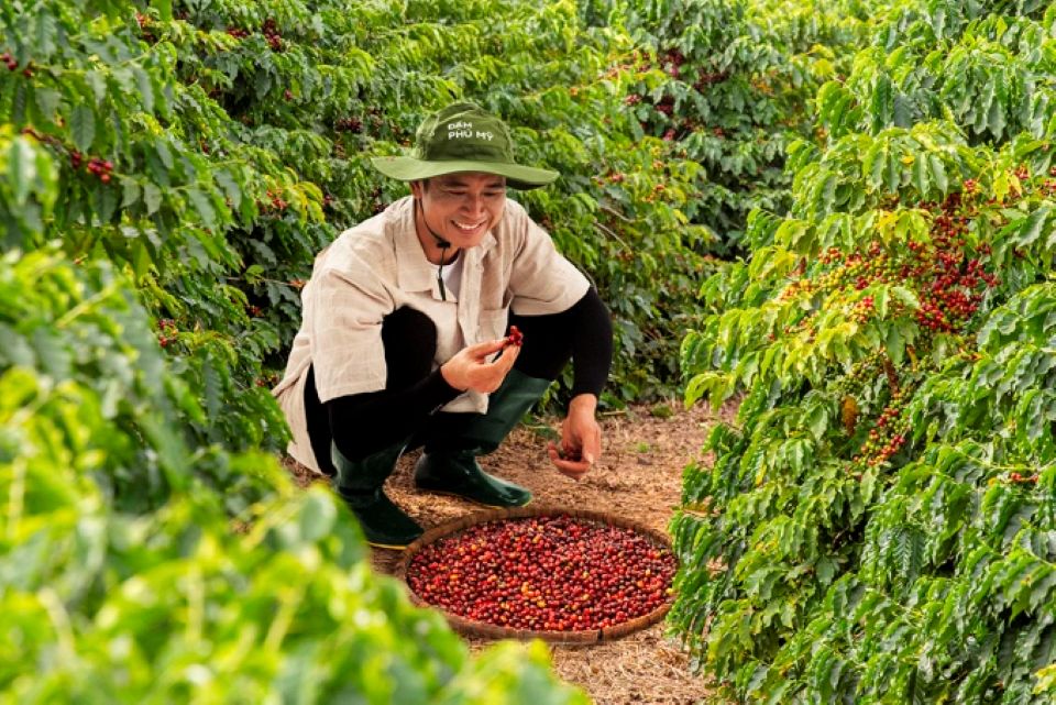 Hướng dẫn cách bón thúc nuôi trái cho cà phê trong mùa mưa