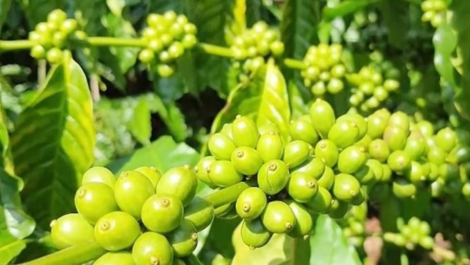 Giá nông sản ngày 12/7/2025: Cà phê và hồ tiêu giảm mạnh