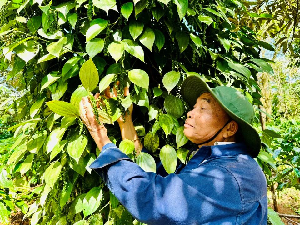 Giá nông sản ngày 14/7/2025: Cà phê và hồ tiêu cùng đi ngang