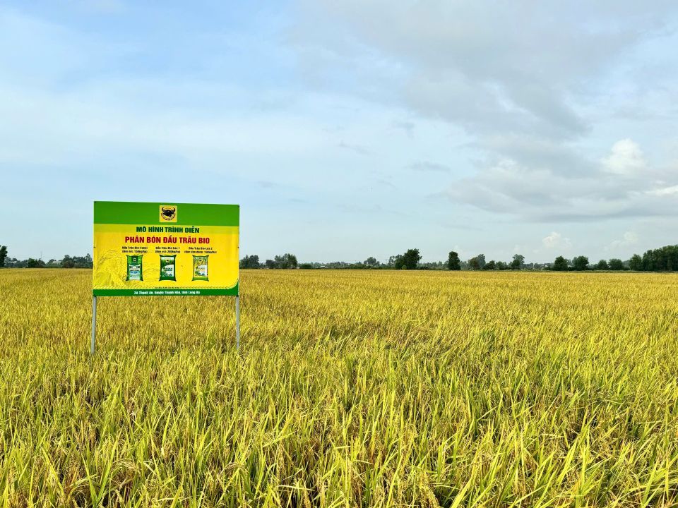 Giải mã cặp đôi "Bio và Canxi"- Chìa khóa cho canh tác lúa bền vững ở ĐBSCL