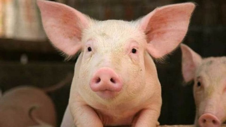 Giá heo hơi ngày 15/7/2025: Giảm nhẹ tại miền Bắc và miền Trung