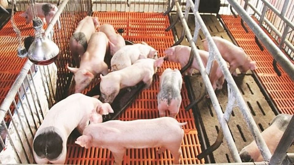 Giá heo hơi ngày 16/7/2025: Tiếp tục lao dốc tại miền Bắc và miền Trung
