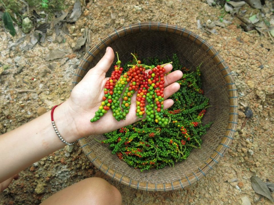 Giá nông sản ngày 16/7/2025: Cà phê bất ngờ tăng sốc