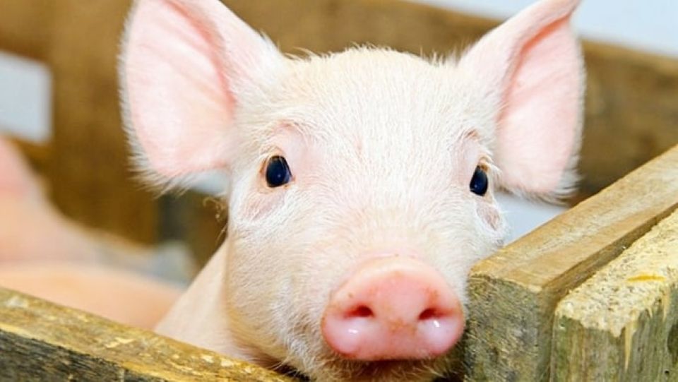 Giá heo hơi ngày 18/7/2025: Giảm sâu trên cả nước