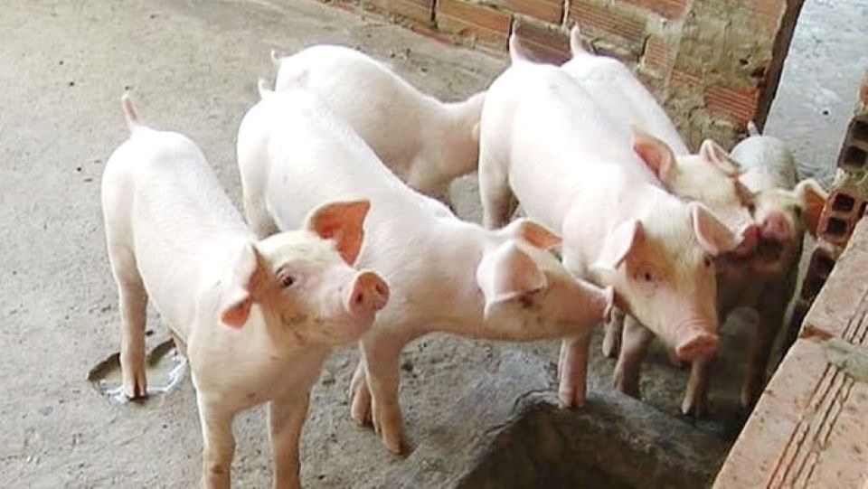 Giá heo hơi ngày 20/7/2025: Ổn định trên cả nước
