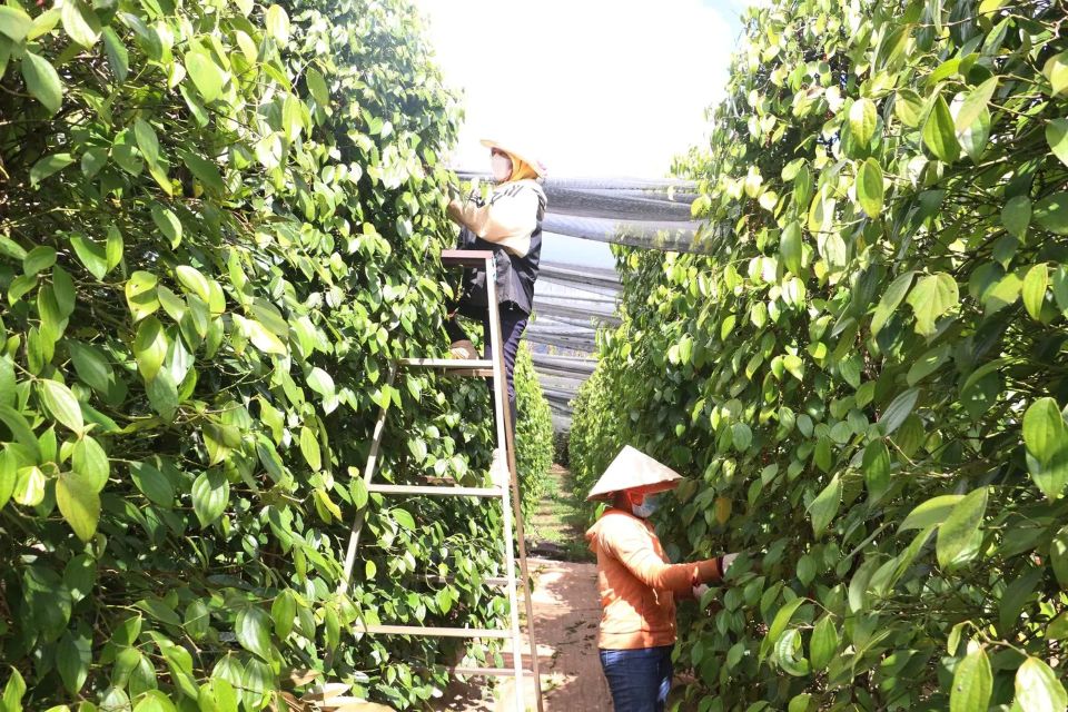 Giá nông sản ngày 21/7/2025: Cà phê cùng hồ tiêu đi ngang