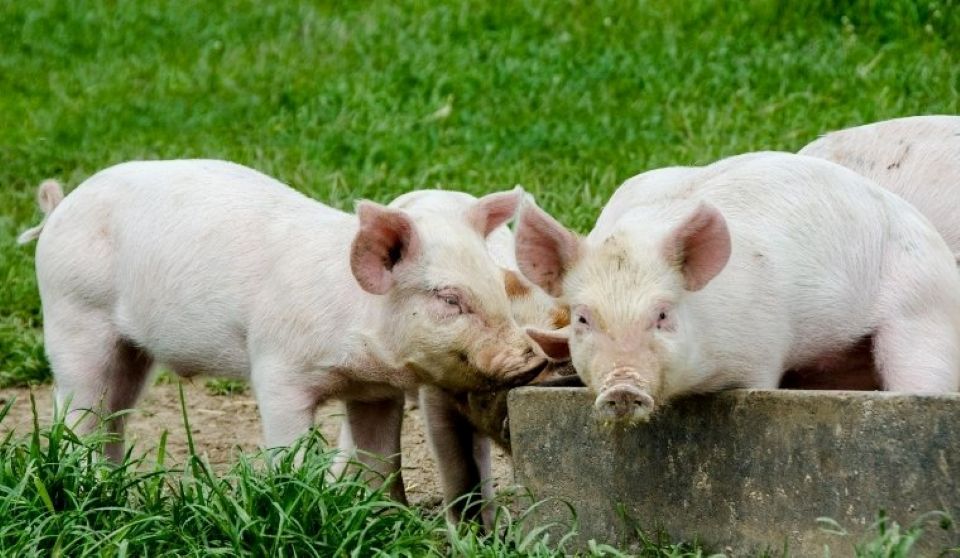 Giá heo hơi ngày 22/7/2025: Giảm sâu trên cả 3 miền