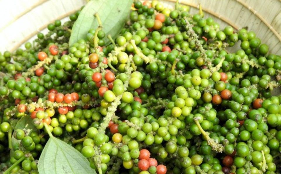 Giá nông sản ngày 22/7/2025: Cà phê và hồ tiêu cùng đi ngang