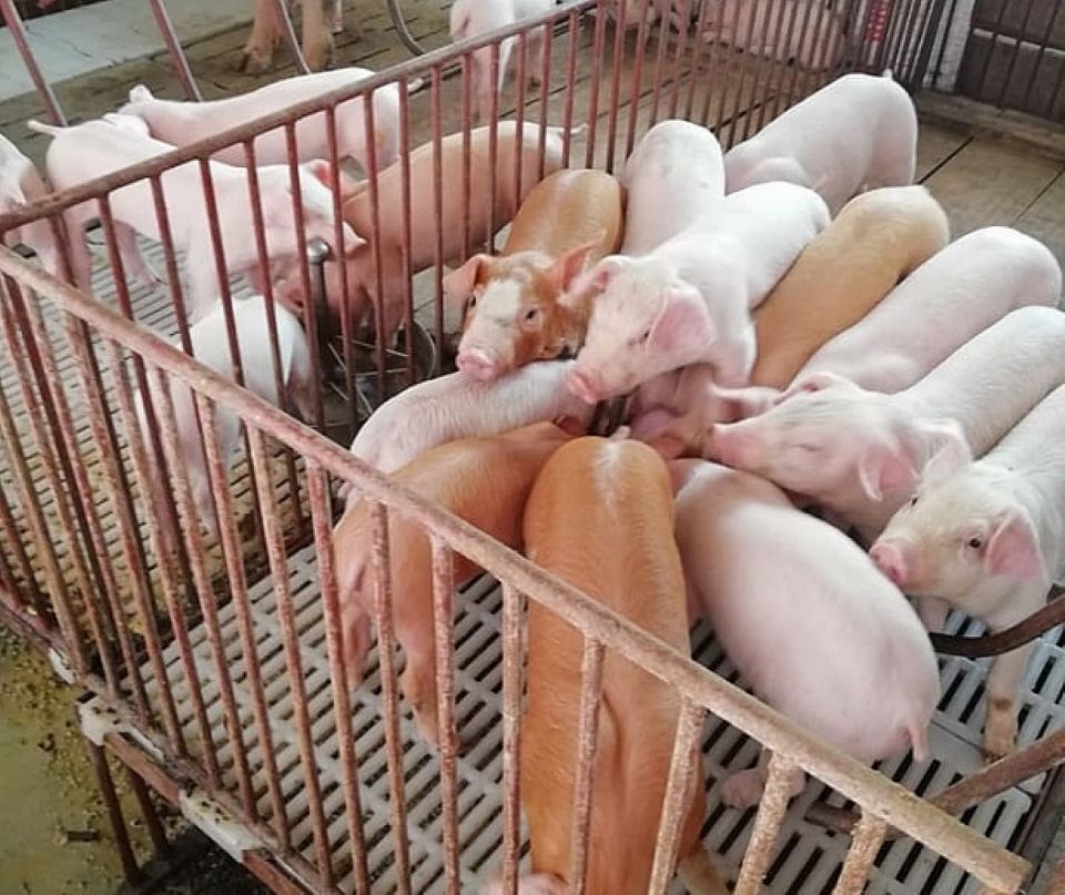 Giá heo hơi ngày 23/7/2025: Tiếp tục giảm nhẹ trên cả nước