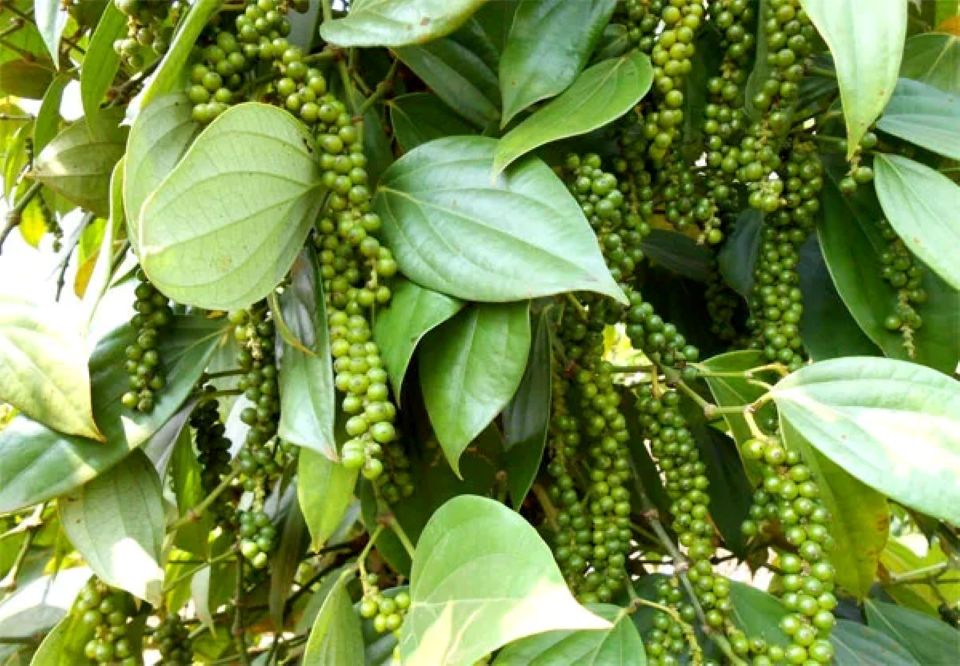 Giá nông sản ngày 25/7/2025: Cà phê tiếp đà tăng nhẹ, hồ tiêu ổn định