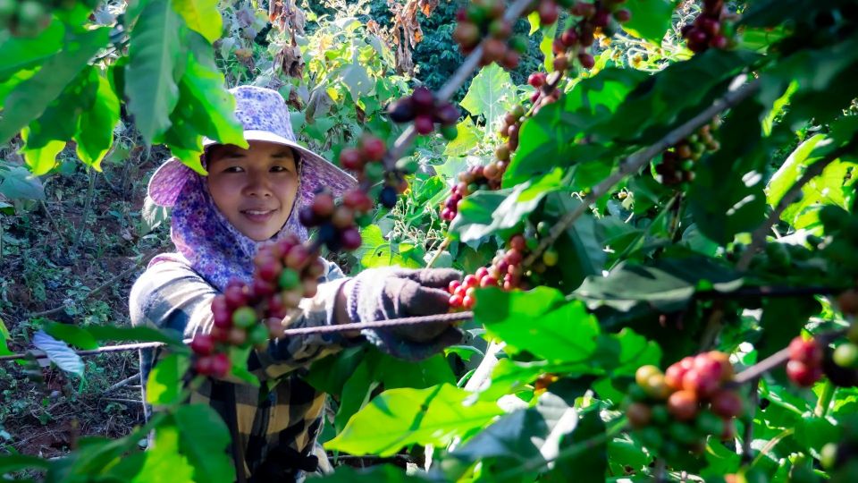 Giá nông sản ngày 26/7/2025: Cà phê tiếp tục tăng, hồ tiêu ổn định