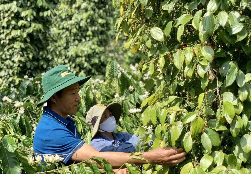 Giá nông sản ngày 26/7/2025: Cà phê tiếp tục tăng, hồ tiêu ổn định