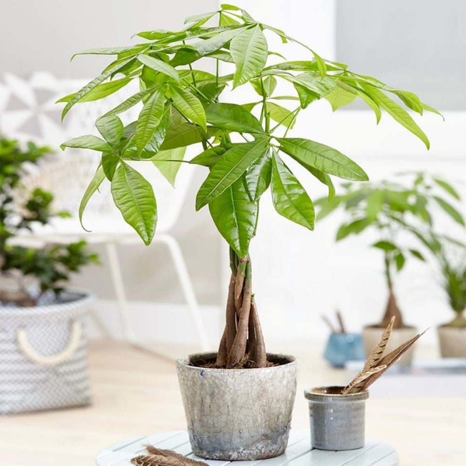 Chọn ngày đẹp trồng Cây Cảnh để lấy may mắn