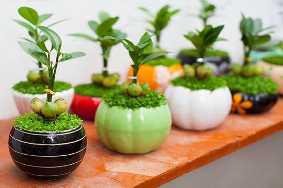 Chọn ngày đẹp trồng Cây Cảnh để lấy may mắn