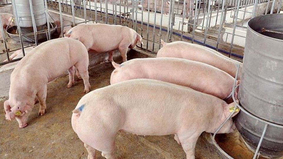 Giá heo hơi ngày 31/7/2025: Tăng 2.000 đồng/kg tại miền Bắc