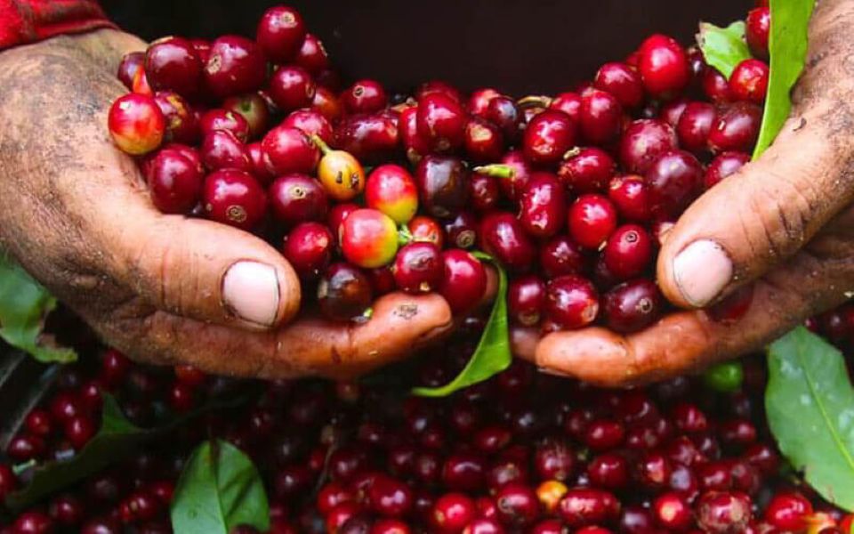 Giá nông sản ngày 3/8/2025: Cà phê đảo chiều giảm nhẹ, hồ tiêu neo ở mức cao