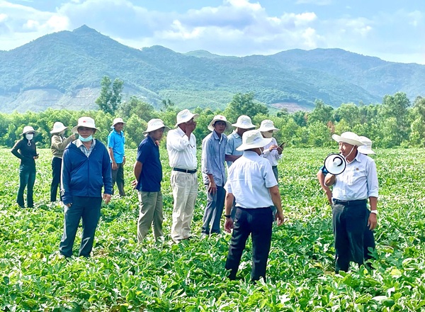 NPK Mặt Trời Mới giúp nông dân An Nhơn Tây thắng lớn vụ dưa hấu Hè 2025