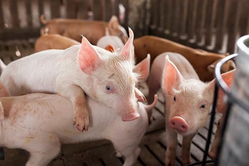 Giá heo hơi ngày 4/8/2025: Miền Nam tăng thêm 1.000 đồng/kg