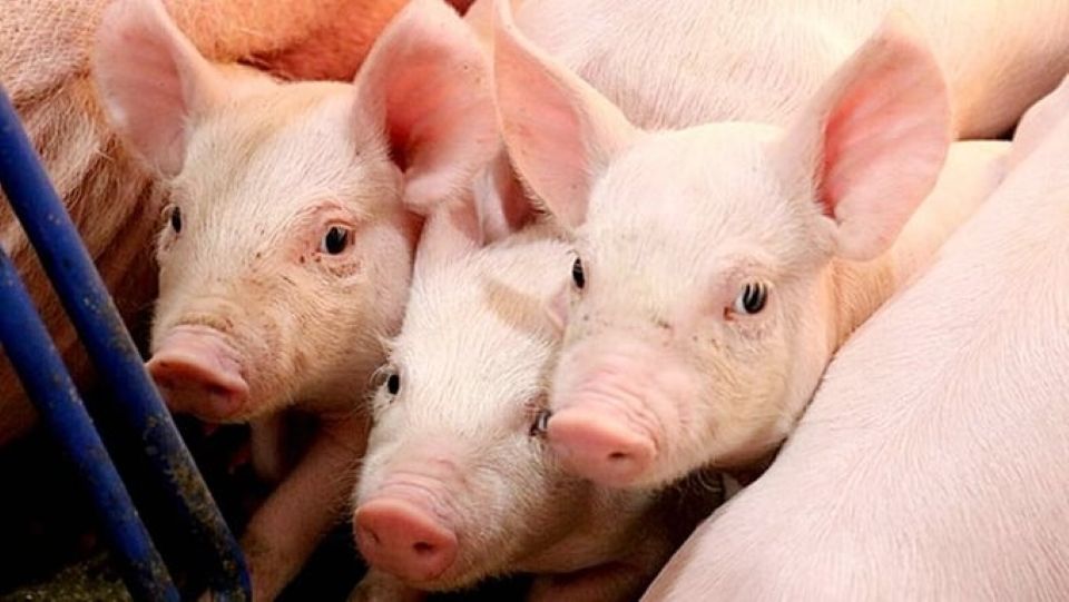 Giá heo hơi ngày 5/8/2025: Miền Bắc có giá cao nhất, đạt 65.000 đồng/kg