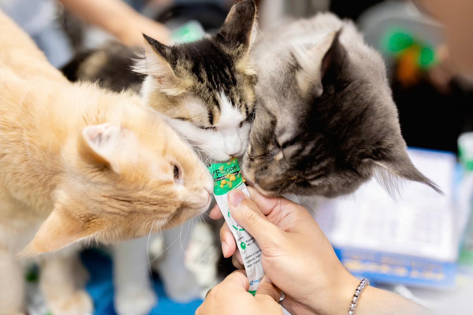 Sittopets: Đồng hành cùng người nuôi mèo trên hành trình yêu đúng cách