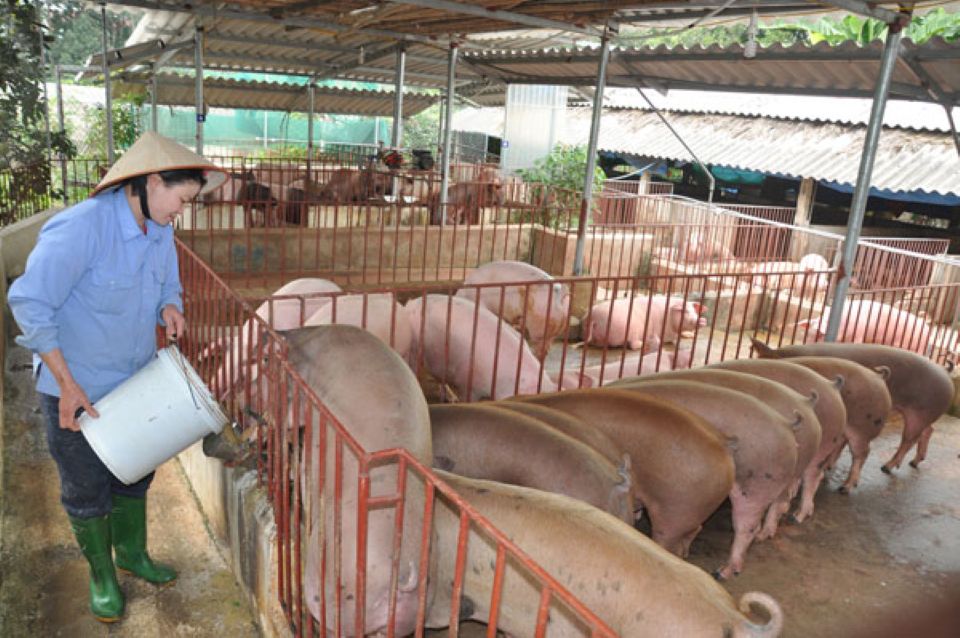 Giá heo hơi ngày 11/8/2025: Miền Nam tiếp tục tăng, trong khi miền Bắc giảm nhẹ 