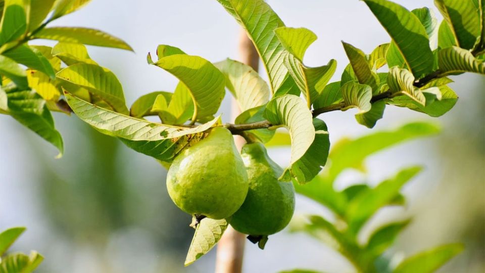 Điều gì sẽ xảy ra khi bạn nhai lá ổi mỗi ngày?