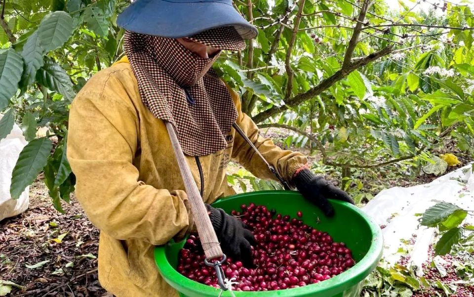 Giá nông sản ngày 13/8/2025: Cà phê tiếp đà tăng mạnh, hồ tiêu neo ở ngưỡng cao