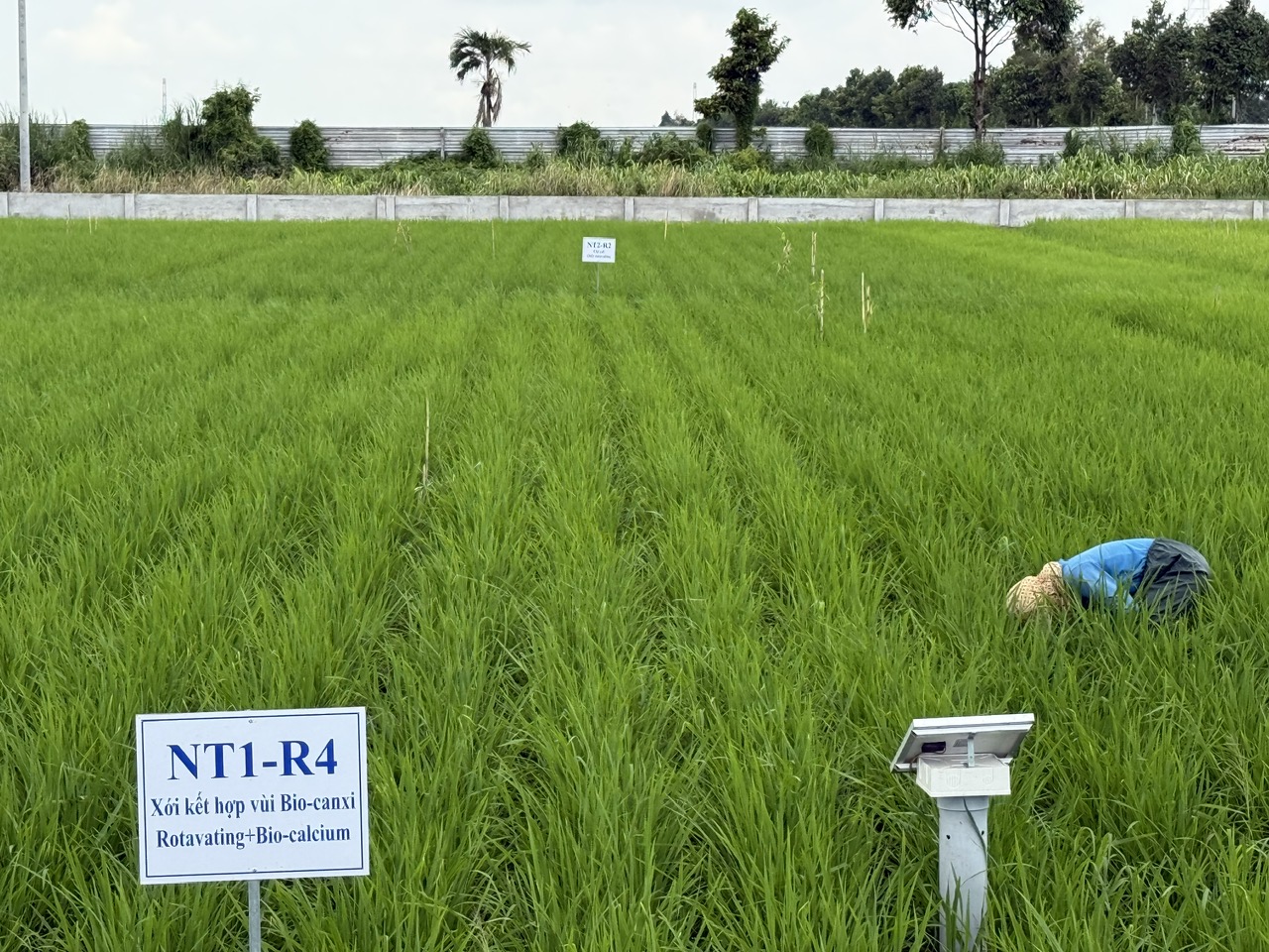 Hướng dẫn sử dụng phân bón Đầu Trâu Bio-Canxi hiệu quả trong sản xuất lúa bền vững