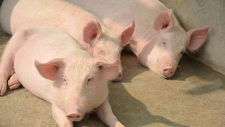 Giá heo hơi ngày 15/8/2025: Tiếp tục giảm tại nhiều địa phương
