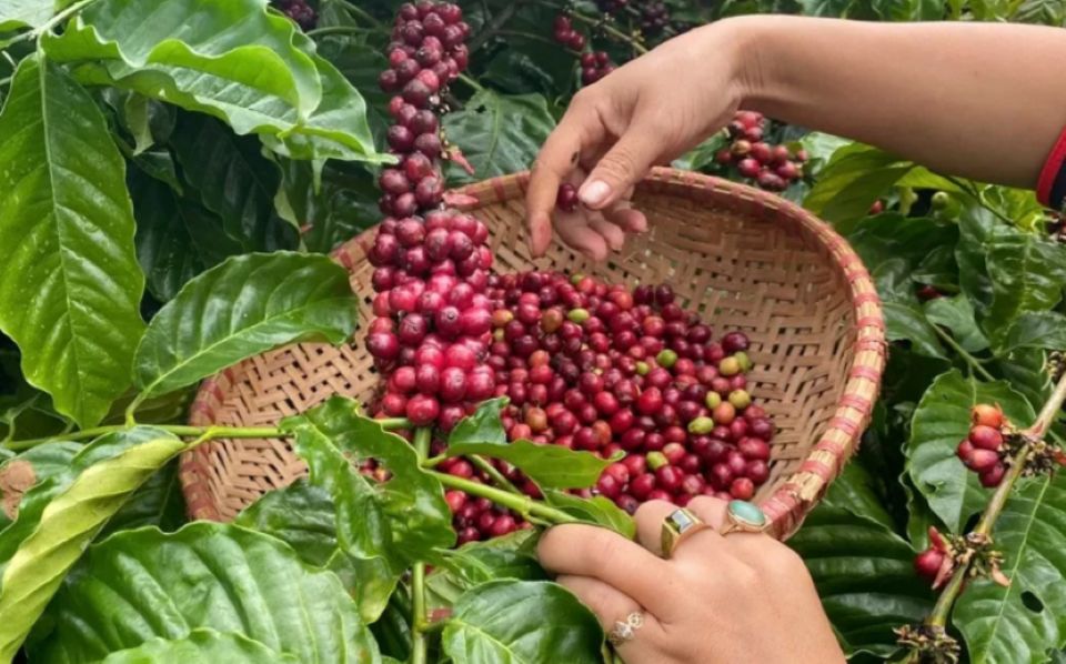Giá nông sản ngày 18/8/2025: Cà phê và hồ tiêu cùng đi ngang